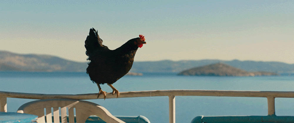 CINESTORY | Actuellement au cinéma : COCOTTE